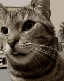 Cat Cat Tongue Out GIF - Cat Cat Tongue Out Yes GIFs