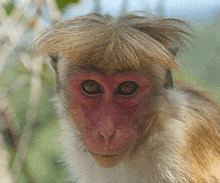 a close up of a monkey 's face with a wig on its head