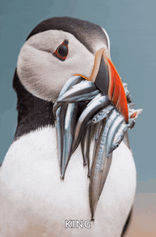a bird with a bunch of fish in it 's beak and the word king above it