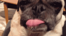 Pug Lick GIF