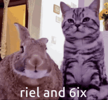 Cat Bunny GIF - Cat Bunny Rabbit GIFs