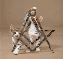 Spawnmasons Kittens GIF - Spawnmasons Kittens Catmasons GIFs