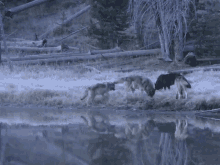Wolf Wolf Pack GIF - Wolf Wolf Pack Wolf Documentary GIFs