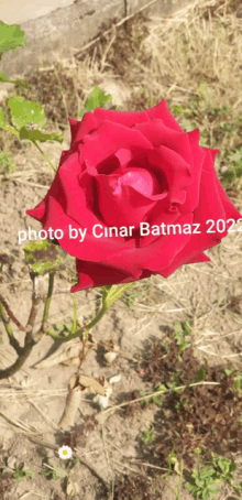 Gül Blumen GIF - Gül Blumen Rose GIFs