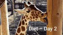 Diet Food Giraffe GIF - Diet Food Giraffe Hungry GIFs