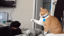 Cats Slap GIF - Cats Slap Cats Slapping GIFs