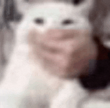 a blurry picture of a person holding a white cat with a mask on its face .