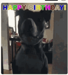 Happy Birthday Funny Animals GIF - Happy Birthday Funny Animals GIFs