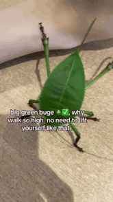 a green bug with the caption big green buge why walk so high no need to lift yourself like that ..
