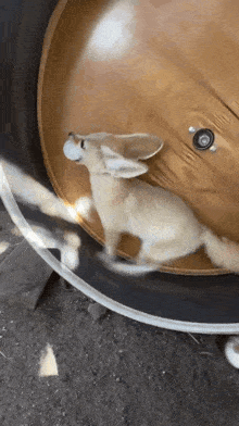 a small animal is running on a treadmill while holding a ball in its mouth .