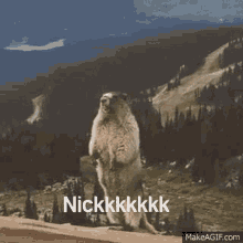 a groundhog is standing on its hind legs on top of a rock in the mountains .