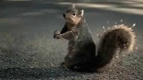 happy squirrel gif