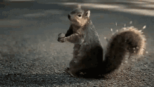 Squirrel Love GIF - Squirrel Love GIFs