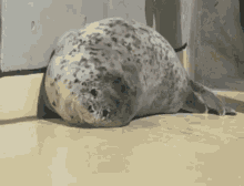 Seal Chonk GIF