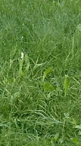 a field of green grass with white flowers