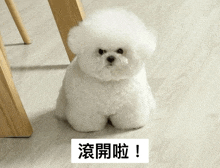 a small white dog is sitting on a wooden floor next to a wooden table