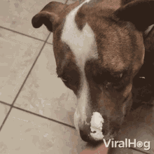 Trying To Lick The Cream Viralhog GIF - Trying To Lick The Cream Viralhog Cant Reach The Cream GIFs