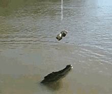 Alligator Fishing GIF - Alligator Fishing GIFs