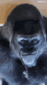 a close up of a gorilla 's face with the words veed.io above it