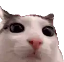 a close up of a cat 's face with big eyes and a red nose .