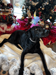 a black dog wearing a feathered hat is laying on a blanket in front of a christmas tree