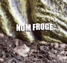 Nom Froge GIF - Nom Froge GIFs