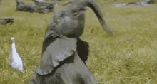 helicopter limp flaccid floppy elephant