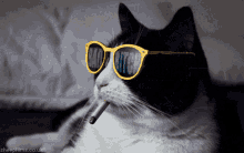 Cat Cool GIF - Cat Cool Smoking GIFs