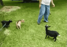 Spirit Animal GIF - Goat Kick Spirit Animal GIFs