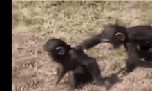 Not My Circus Not My Monkeys Whatever GIF