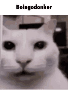 Cat Boingodonker GIF - Cat Boingodonker Meme GIFs