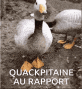 Quackpitaine GIF - Quackpitaine GIFs