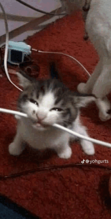 Cable Cat Cat GIF