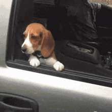 Funny Animals Dog GIF - Funny Animals Dog Car GIFs
