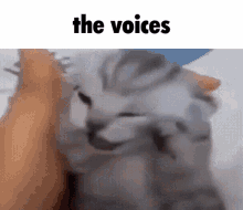 The Voices Meme GIF - The Voices Meme Cat GIFs