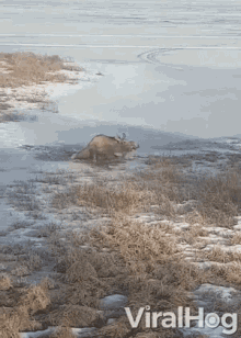 Moose Freed Itself From Icy Water Escape GIF - Moose Freed Itself From Icy Water Escape Flee GIFs