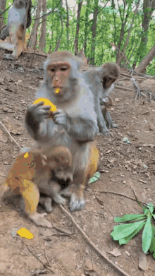 Monkey Eat GIF - Monkey Eat Protect GIFs