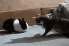 a black and white rabbit and a cat are playing on a bed .