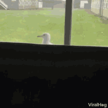 yapping seagulls yelling funny peeping