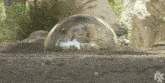a woman is peeking out of a glass dome .