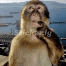 a close up of a monkey 's face with sticker.ly in the corner