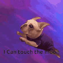I Can Touch The Moon Dog GIF