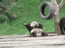 Panda Cute GIF - Panda Cute Funny GIFs