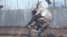 goat bike backpack piggy back ride