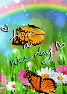 good morning have a nice day butterfly flower rainbow