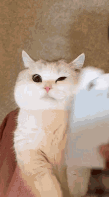 a white cat with a pink nose is standing next to a person holding a tablet .