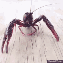 scary crayfish