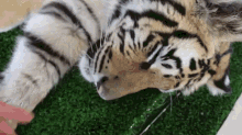 sleep tiger wake up