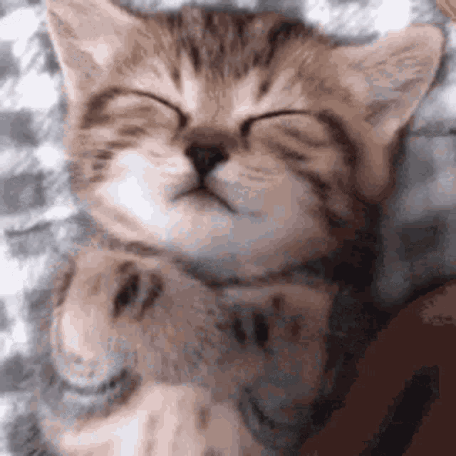 Good Night Cute GIF - Good Night Cute Kitty - Discover & Share GIFs