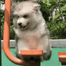 Excited Playtime GIF
